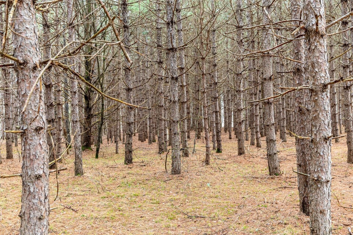 Land at 40 Acres Adams & Jones Road, Bruce, WI 54819 — photo 18
