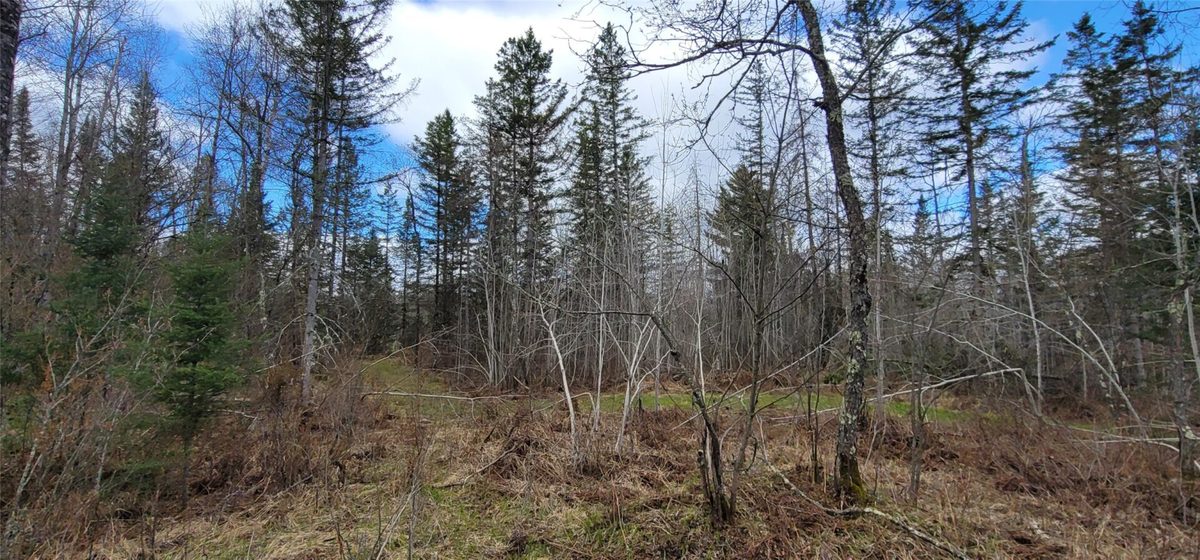 11553N County Highway A, Hayward WI 54843 - Land house for sale - MLS #1602465 - image3