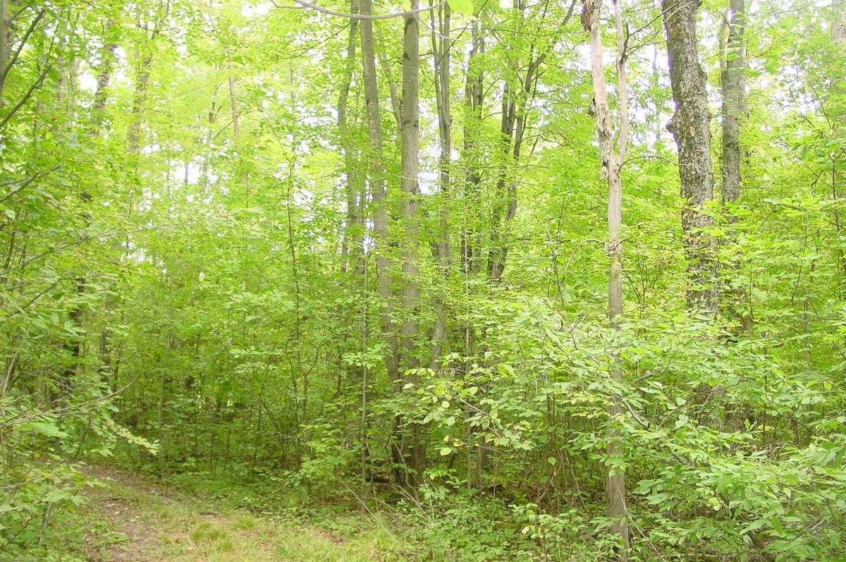 N5391 Hwy. 73, Ingram WI 54526 - Residential house for sale - MLS #1604886 - image32