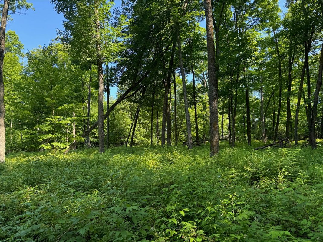Lot 8 Crane Lane, Hayward WI 54843 - Land house for sale - MLS #1603375 - image17