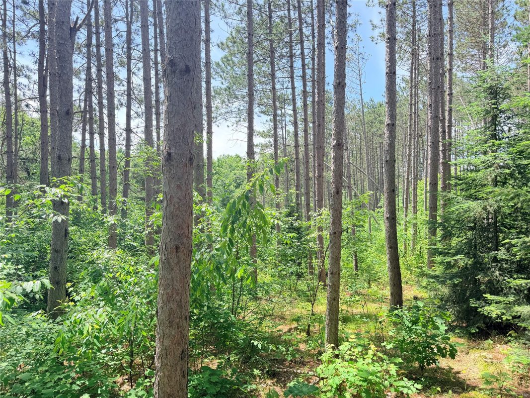W11097 Boat Landing Road, Ladysmith WI 54848 - Land house for sale - MLS #1605411 - image16