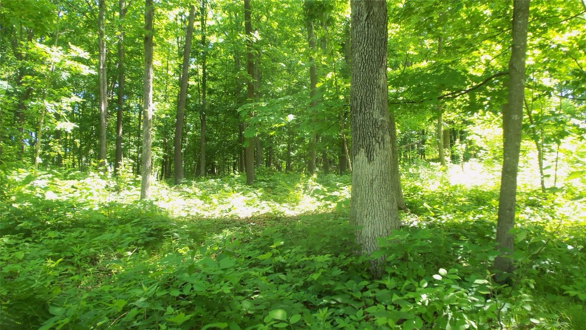 XXX Bashaw Store Road, Shell Lake WI 54871 - Land house for sale - MLS #1603494 - image13
