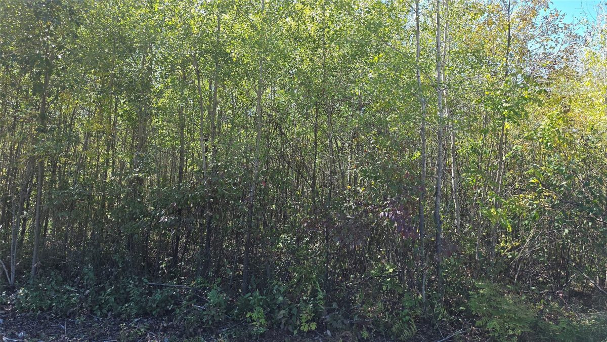 On County HWY W, Winter WI 54896 - Land house for sale - MLS #1605419 - image8