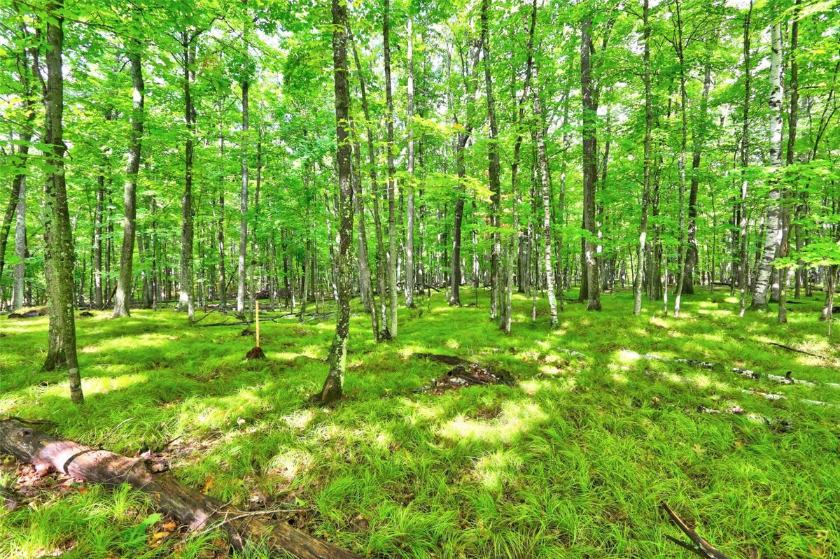 0 Twin Lake Road, Hayward WI 54843 - Land house for sale - MLS #1605254 - image3