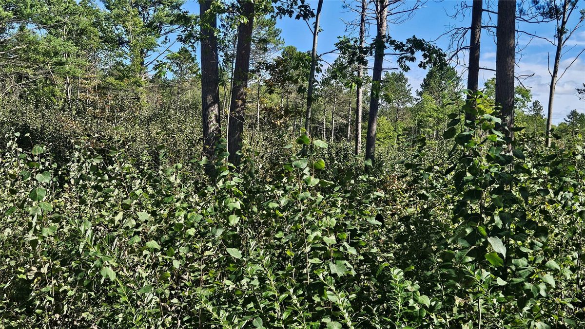 1-7 Larson Road, Hayward WI 54843 - Land house for sale - MLS #1605167 - image14