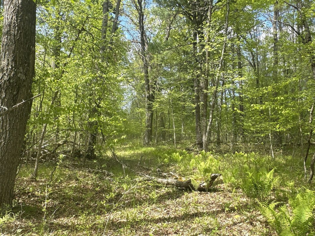 25275 Bruss Road, Webster WI 54893 - Land house for sale - MLS #1602158 - image17