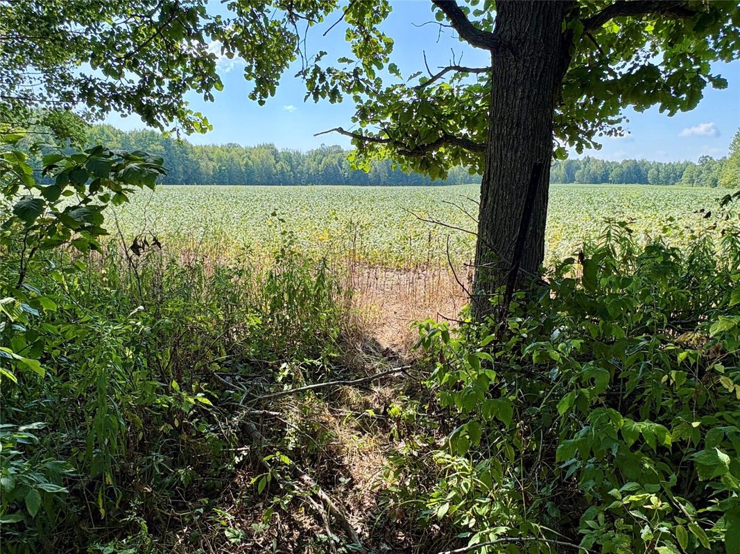 W16860 Cty Rd D, Sheldon WI 54766 - Land house for sale - MLS #1604631 - image39