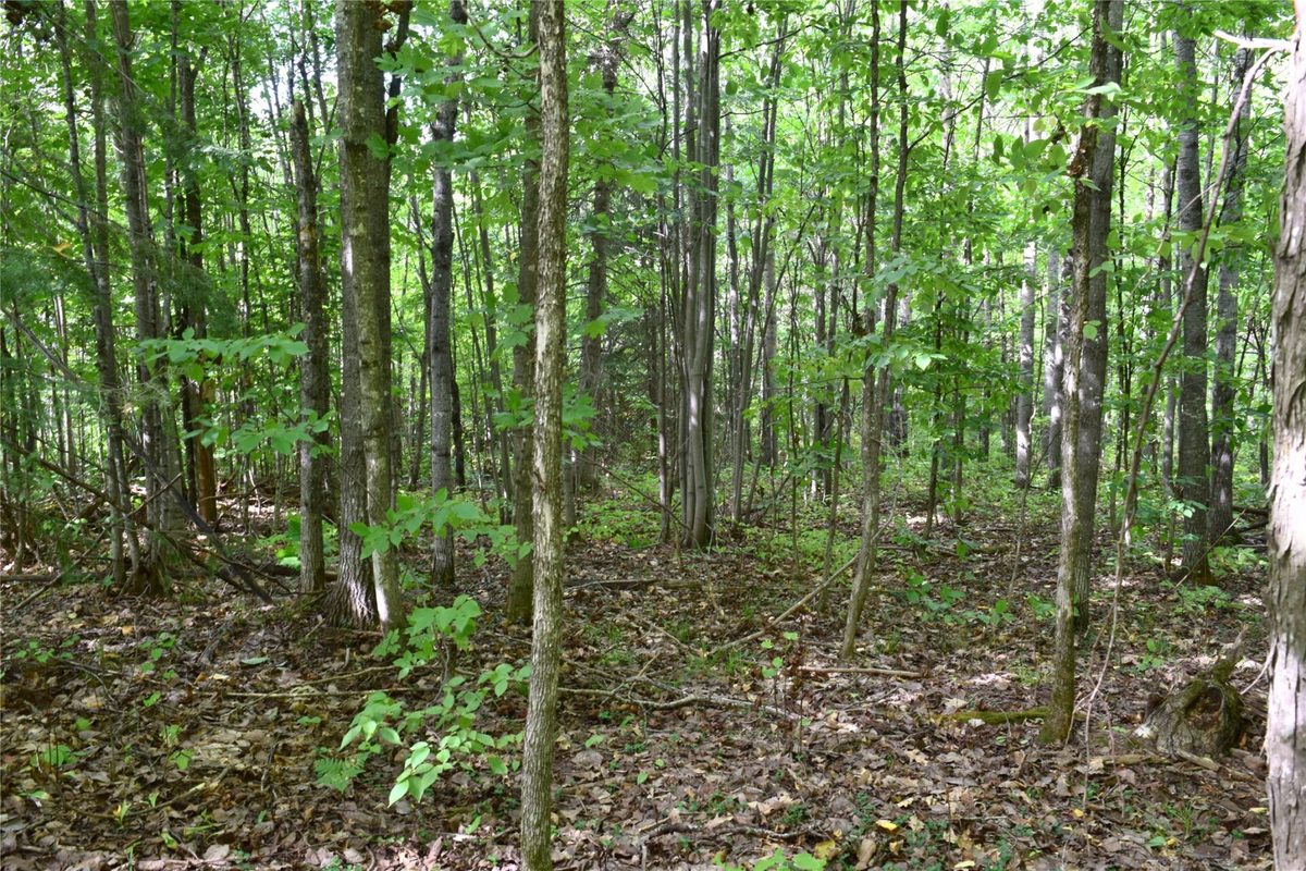26615 Star Route Road, Bayfield WI 54814 - Land house for sale - MLS #1604800 - image36
