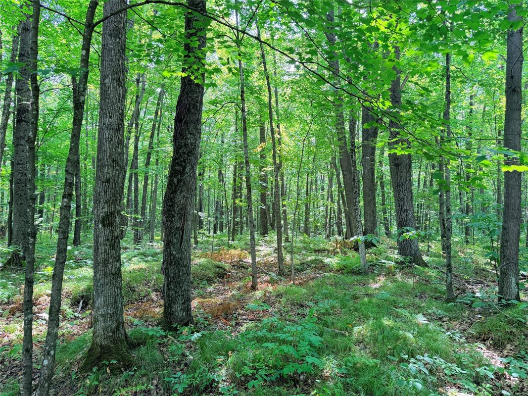 30 Acres County Highway X, Glen Flora WI 54526 - Land house for sale - MLS #1605967 - image18