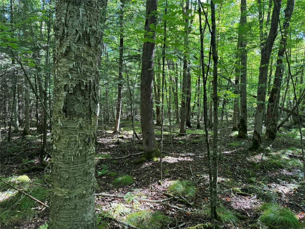OOO County Road L, Merrill WI 54452 - Land house for sale - MLS #1605059 - image18