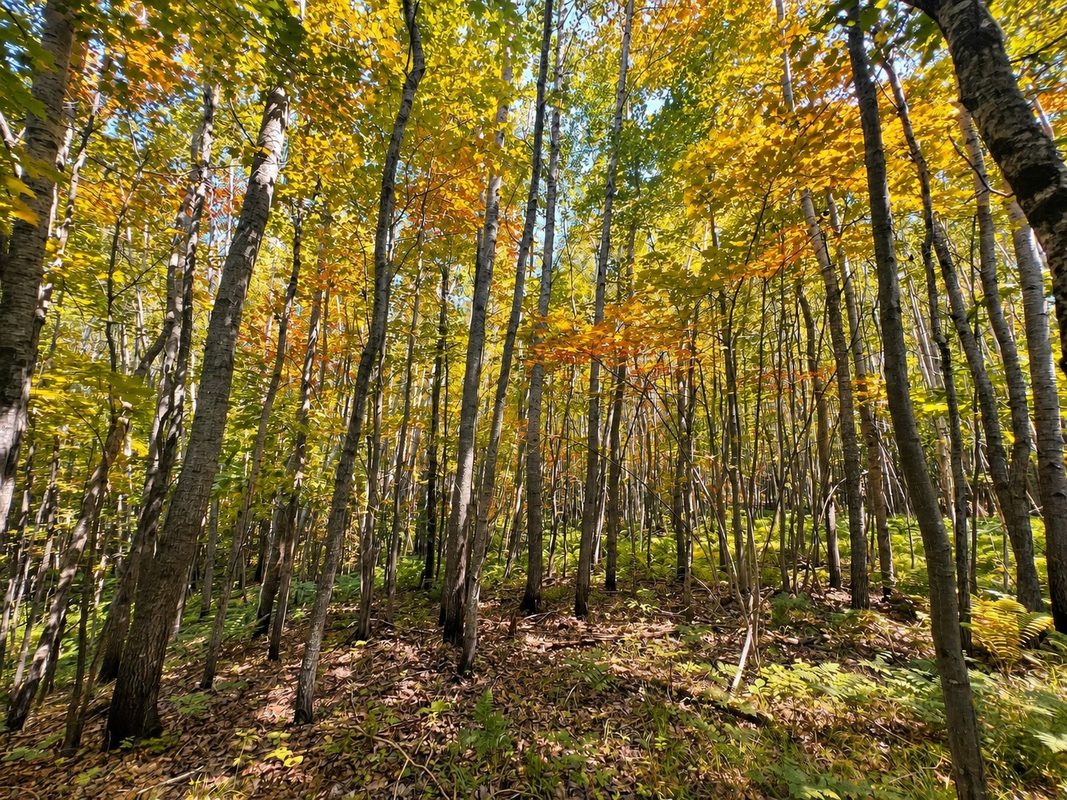 Parcel 6 County Road A, Solon Springs WI 54873 - Land house for sale - MLS #1602905 - image18