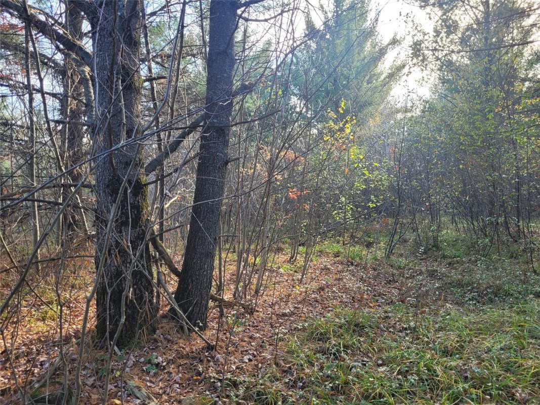 N10835 Kovar Road, Merrillan WI 54741 - Land house for sale - MLS #1606219 - image17