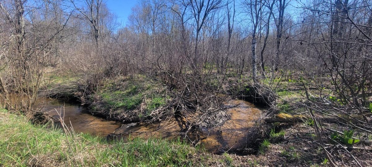 W14103 County P Highway, Taylor WI 54659 - Land house for sale - MLS #1600415 - image8