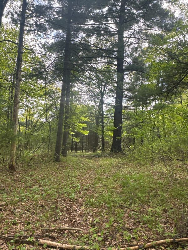 25275 Bruss Road, Webster WI 54893 - Land house for sale - MLS #1602158 - image22