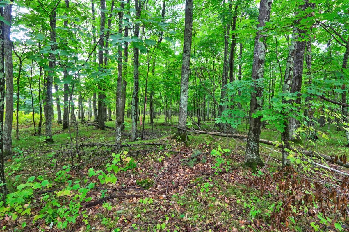 0 Twin Lake Road, Hayward WI 54843 - Land house for sale - MLS #1605254 - image11