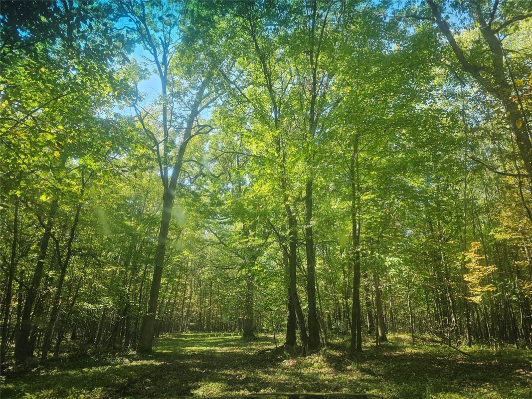 xxx County Road H Road Danbury WI 54830 — photo 5
