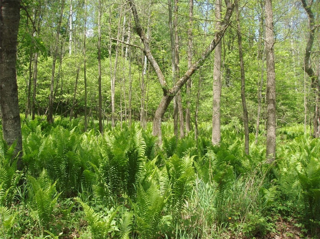 W11049 N LeTourneau Lake Road, Park Falls WI 54552 - wooded yard