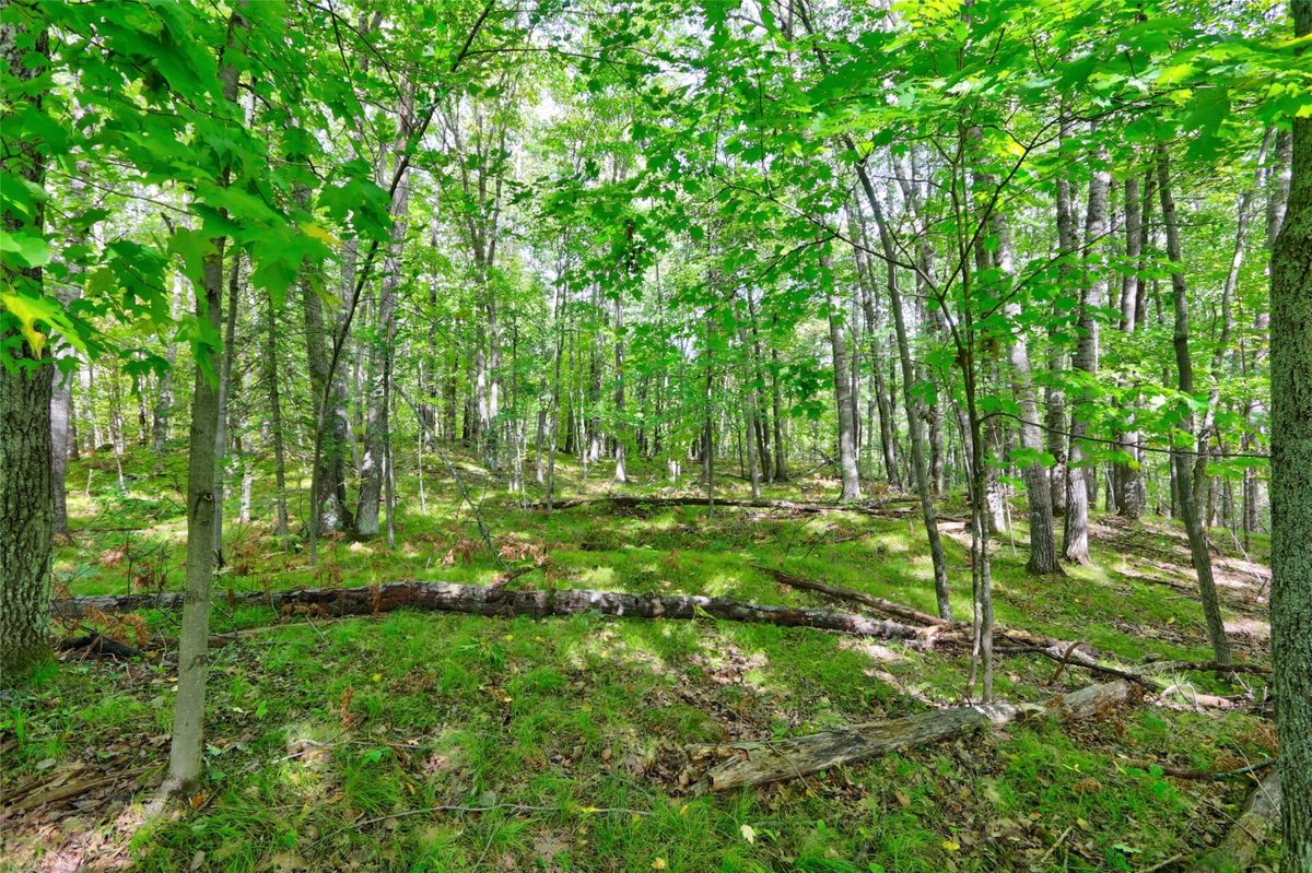 Lot 1 Larsen Road, Hayward WI 54843 - Land house for sale - MLS #1605635 - image16