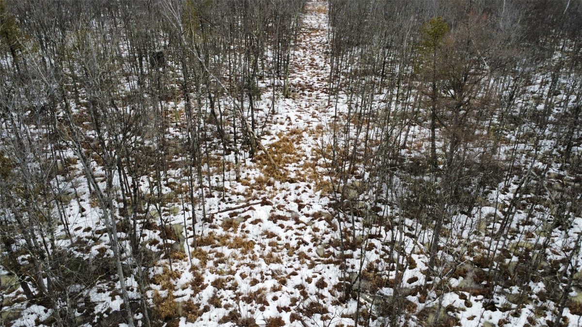Land at OOO LAKE RD, Clintonville, WI 54929 — photo 8