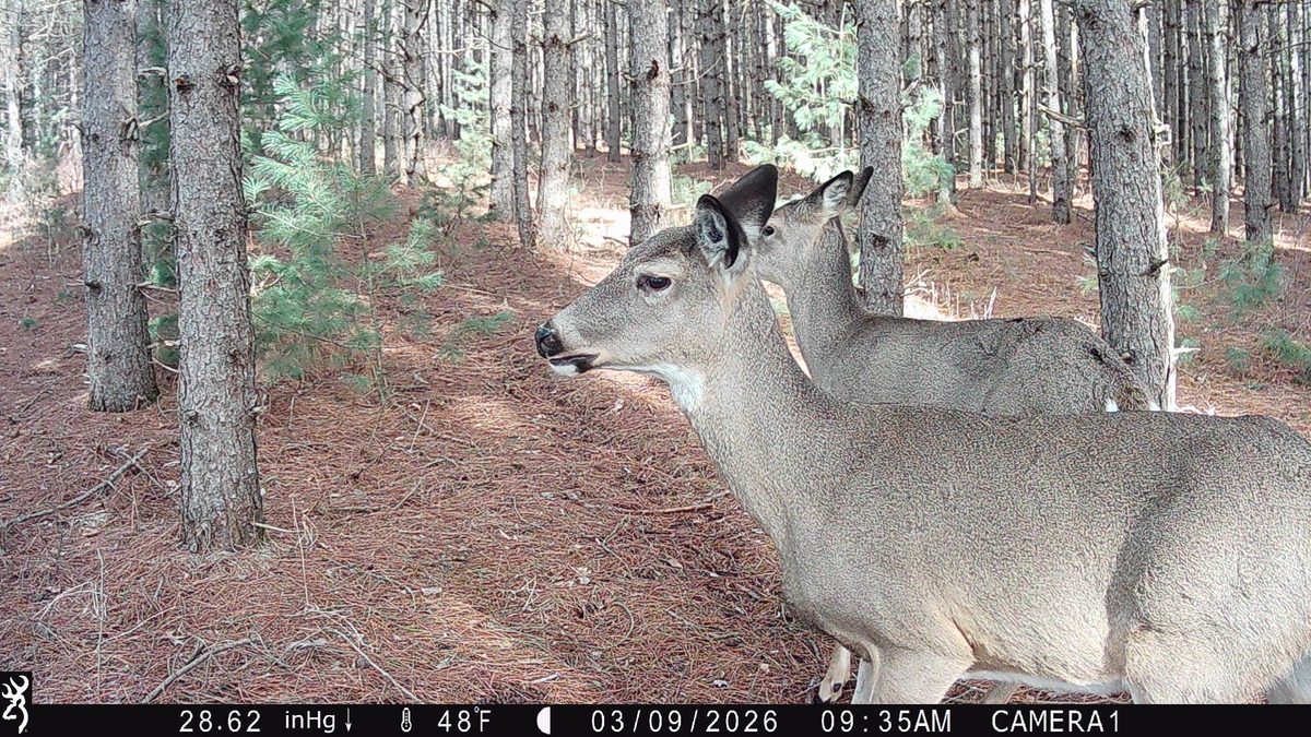 TBD 20 Acres 630th Street Colfax WI 54730 — photo 39
