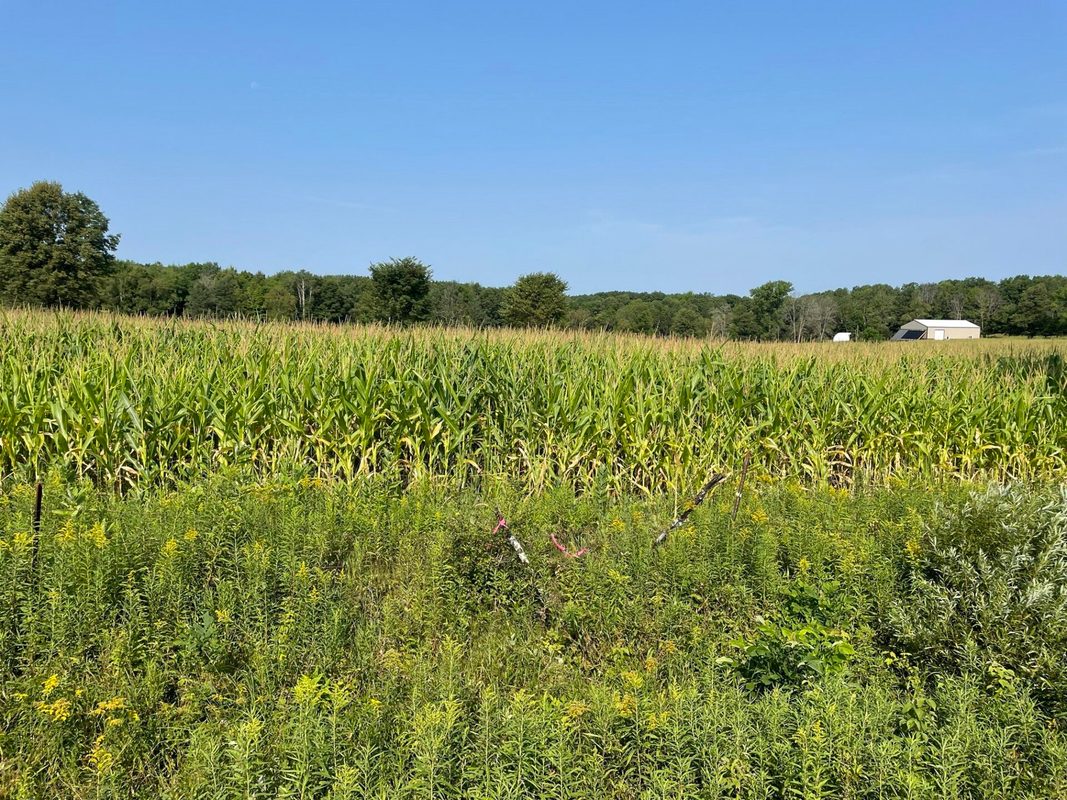 1768 290th Street, Cadott WI 54727 - Land house for sale - MLS #1598349 - image2
