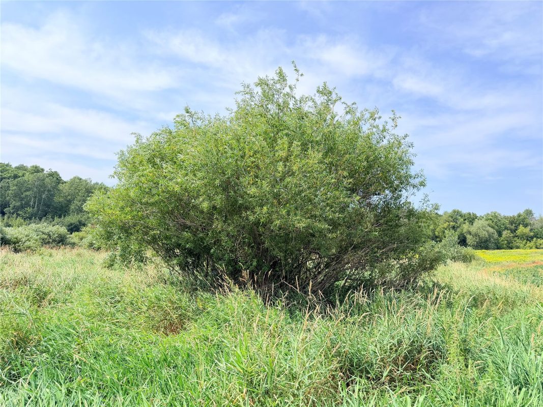 10 Acres Lot 4 230th Street, St Croix Falls WI 54024 - Land house for sale - MLS #1606210 - image19