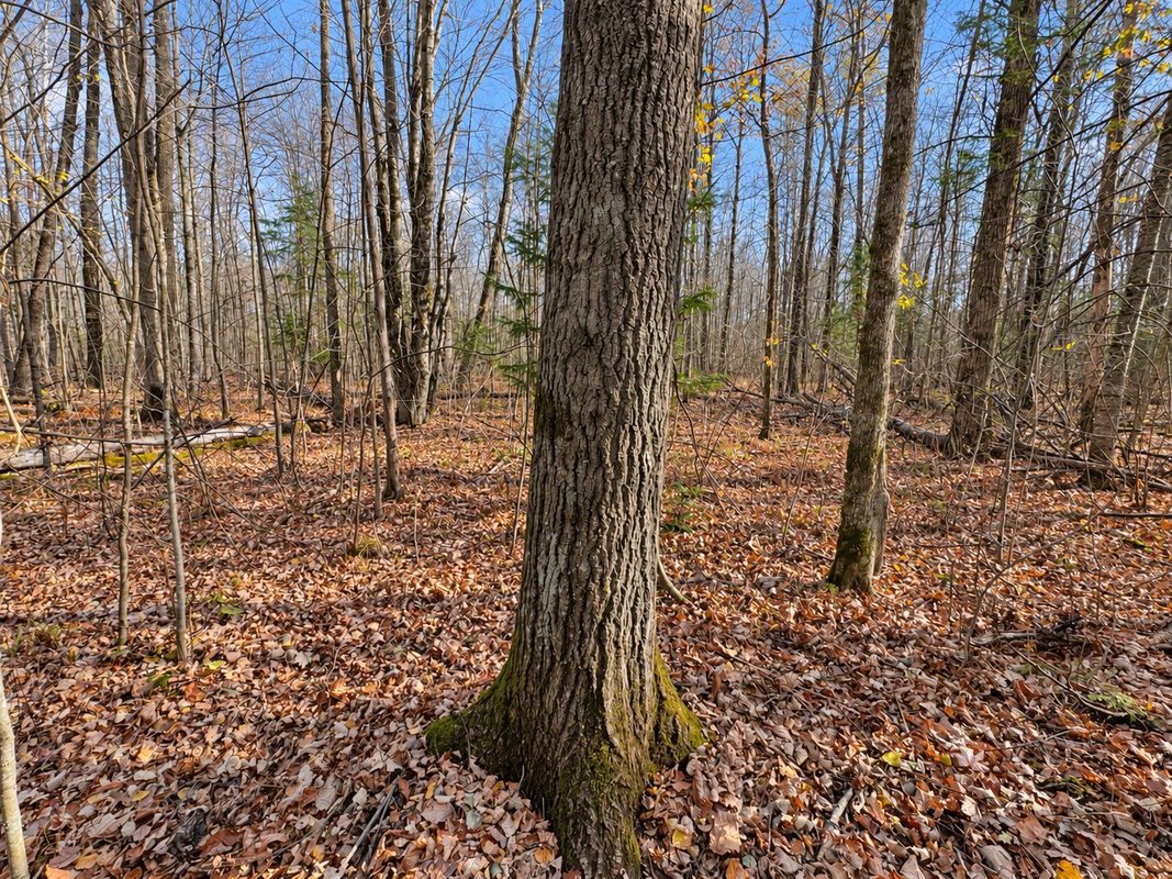 76886 Red House Road, Mellen WI 54546 - Land house for sale - MLS #1606363 - image10