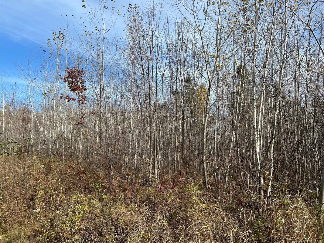 On Sheep Camp Road, Ladysmith WI 54848 - Land house for sale - MLS #1605075 - image4