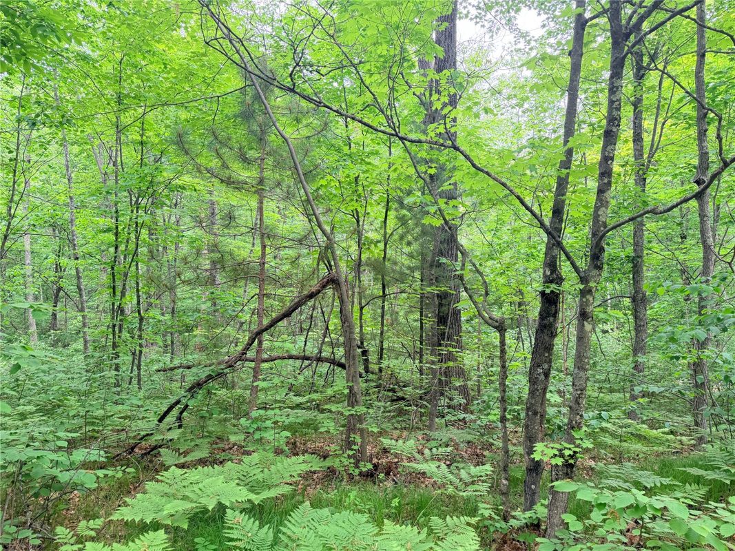 0 Schultz Lane, Stone Lake WI 54876 - Land house for sale - MLS #1601955 - image12