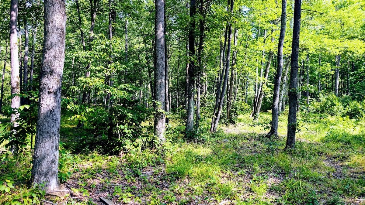 W8185 County Road J, Ladysmith WI 54848 - Land house for sale - MLS #1604406 - image32