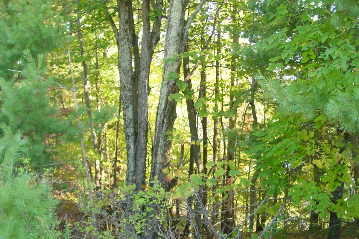 Lot 6 Mae West Road, Ladysmith WI 54848 - Land house for sale - MLS #1605333 - image10