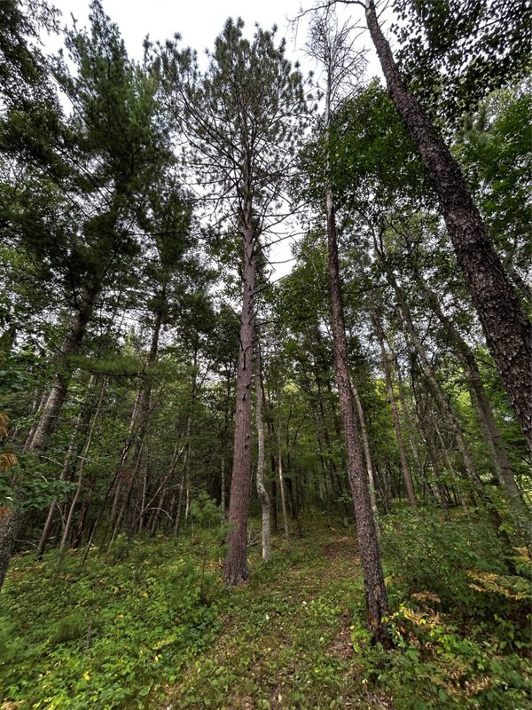 Lots 5 & 6 State Highway 70, Spooner WI 54801 - Land house for sale - MLS #1604806 - image51
