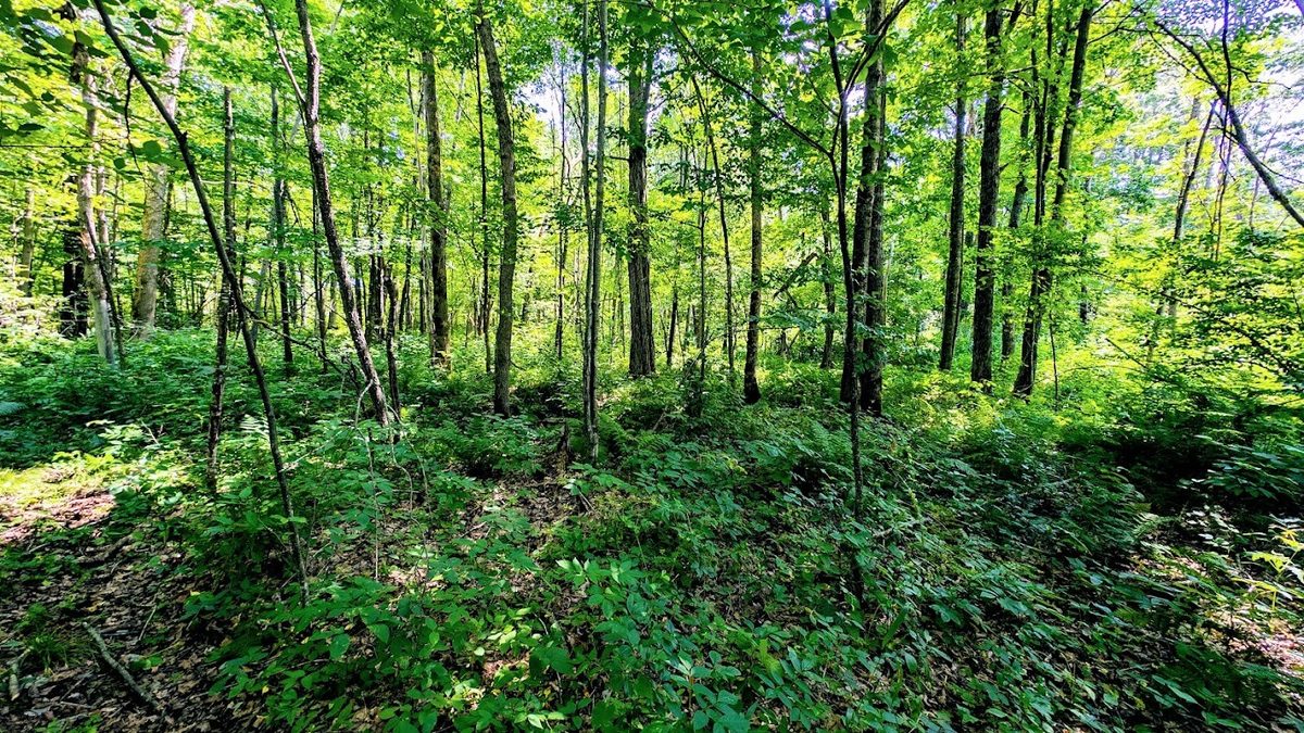 N2438 State Highway 27, Conrath WI 54731 - Residential house for sale - MLS #1603765 - image49