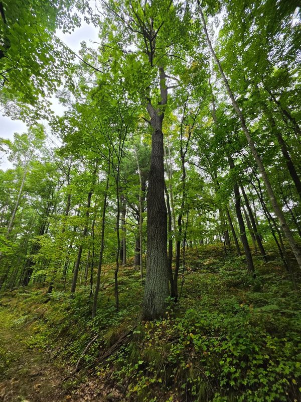 00 10 1/2-28 1/2, Barronett WI 54813 - Land house for sale - MLS #1604830 - image36