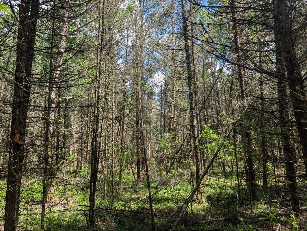 Lot 4 Main Road, Springbrook WI 54875 - Land house for sale - MLS #1602445 - image17