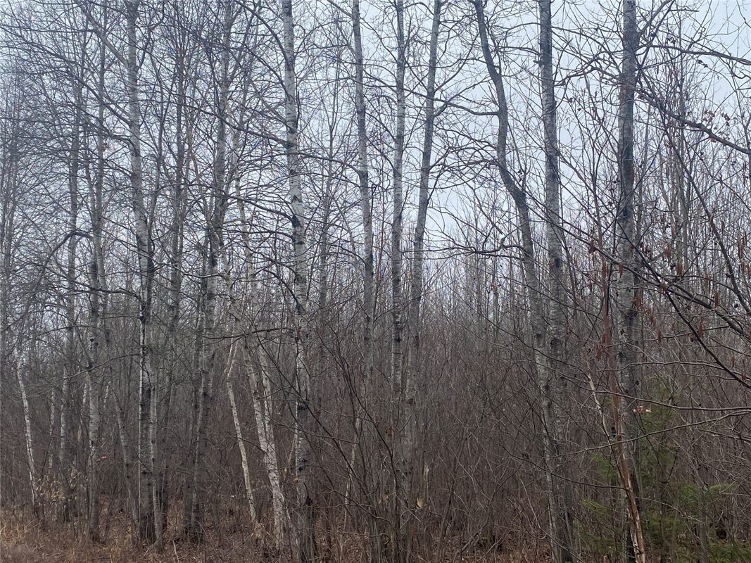 ON Shauger Road Ogema WI 54459 — photo 3