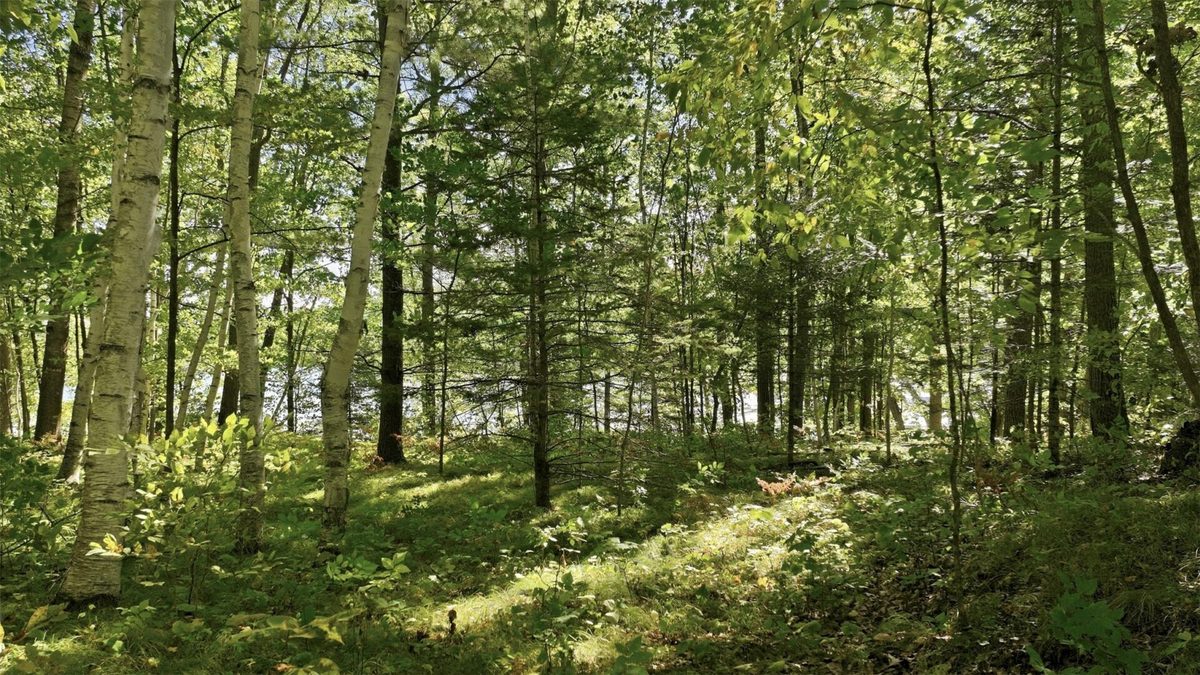 Lot 2 Sugar Bay Road, Chetek WI 54728 - Land house for sale - MLS #1605220 - image10