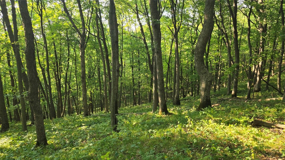 W02 State Highway 64, Colfax WI 54730 - Land house for sale - MLS #1604529 - image9