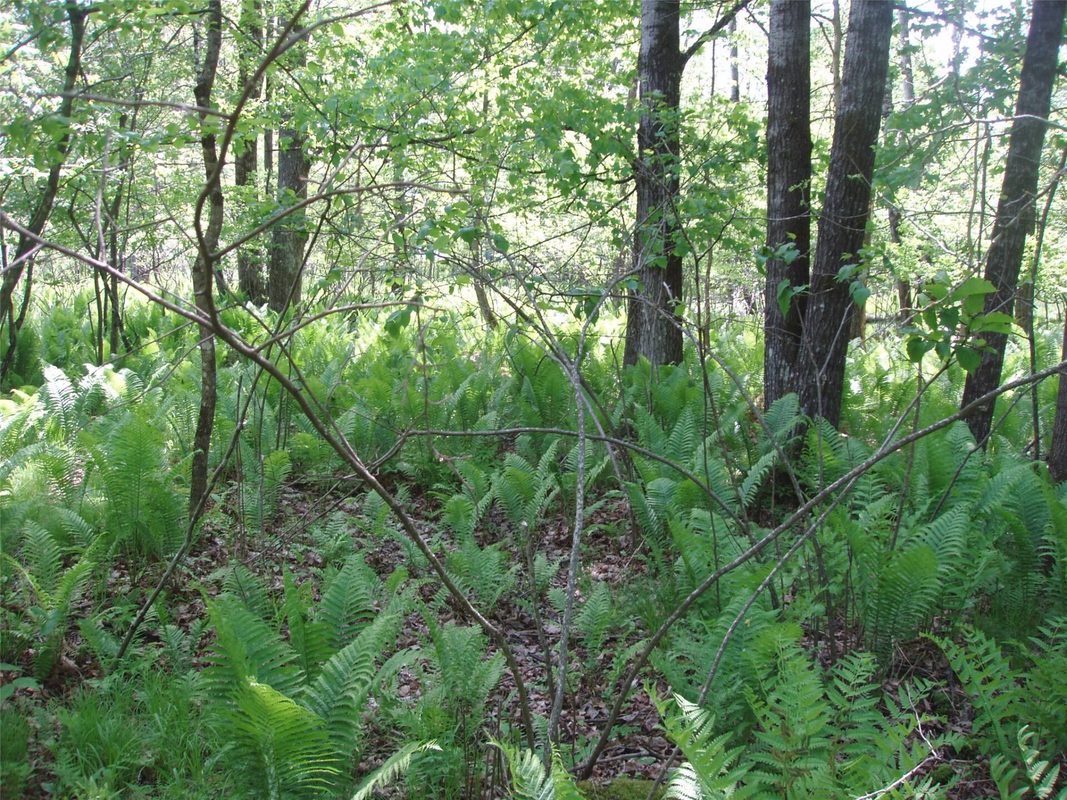W11049 N LeTourneau Lake Road, Park Falls WI 54552 - wooded lot