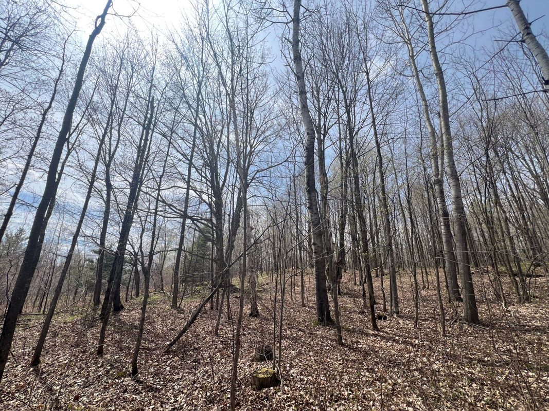 TBD Golf Course Road, High Bridge, WI — photo 21