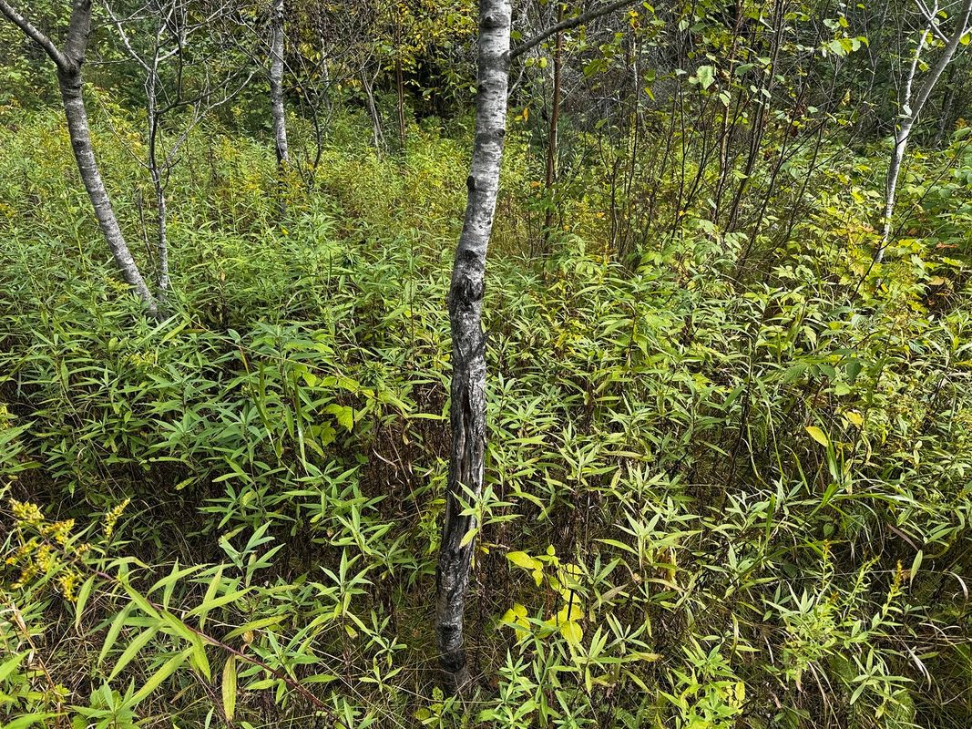 000 Winter Road, Elcho WI 54424 - Land house for sale - MLS #1605846 - image35