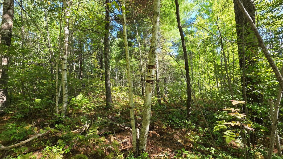 4602W State Highway 70, Winter WI 54896 - Land house for sale - MLS #1605196 - image8