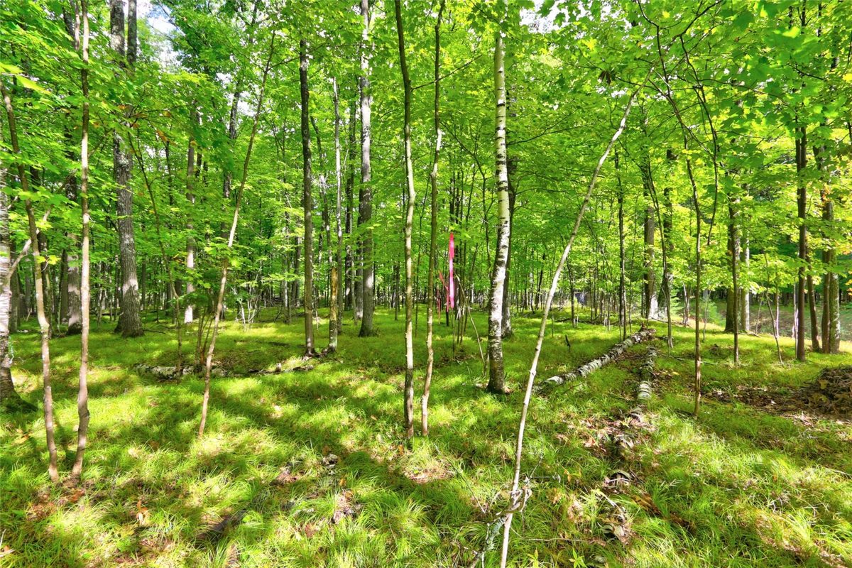0 Twin Lake Road, Hayward WI 54843 - Land house for sale - MLS #1605254 - image4