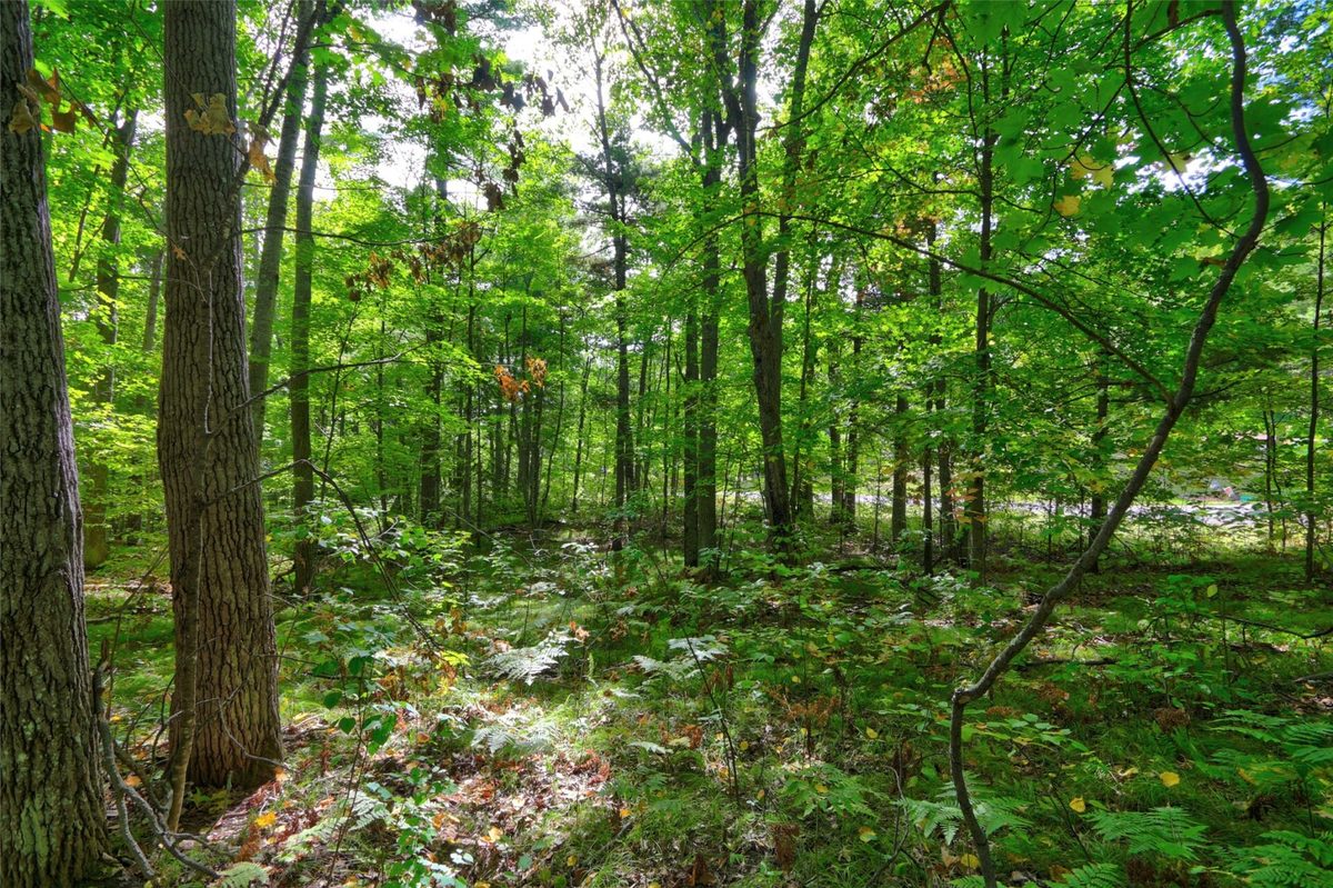 Lot 1 Larsen Road, Hayward WI 54843 - Land house for sale - MLS #1605635 - image6
