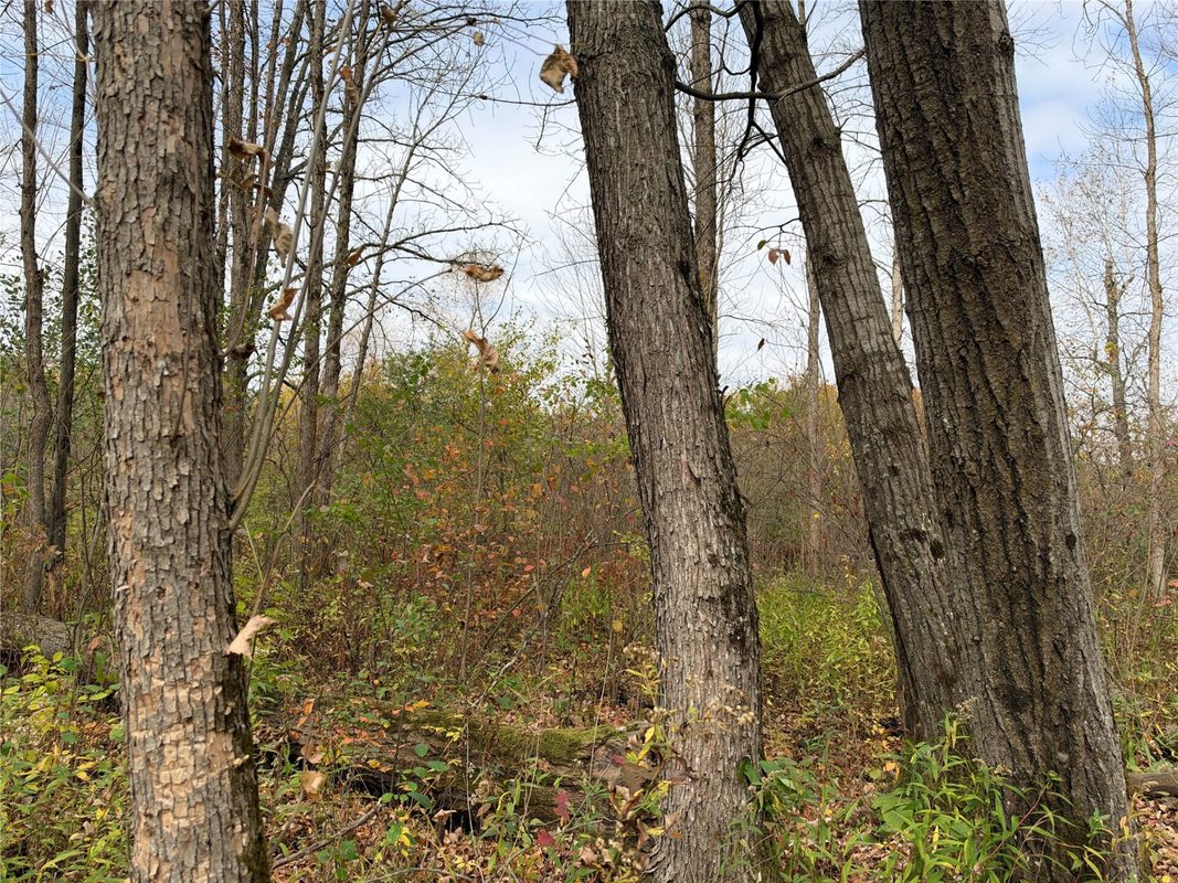 OOO Richfield Wood Road, Arpin WI 54410 - Land house for sale - MLS #1605936 - image37