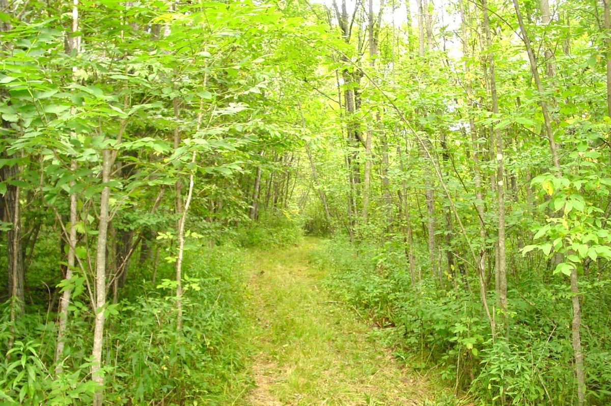 N5391 Hwy. 73, Ingram WI 54526 - Residential house for sale - MLS #1604886 - image20