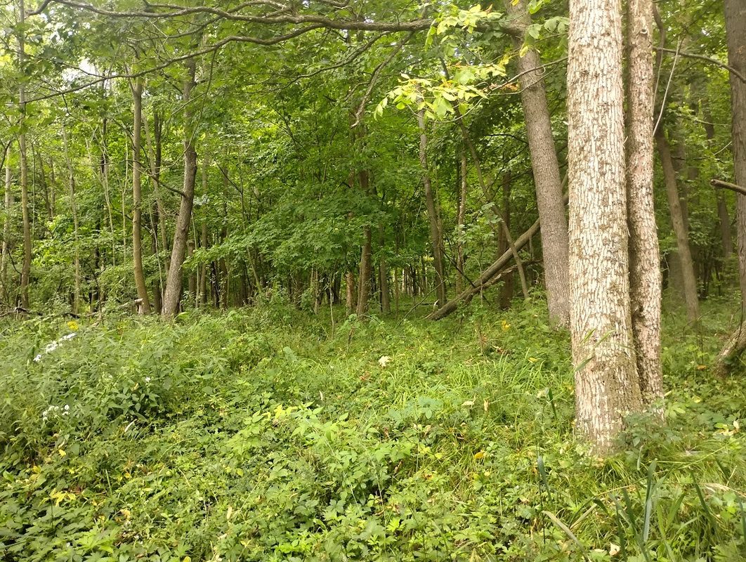 0 1130th Avenue, Colfax WI 54730 - Land house for sale - MLS #1604452 - image5