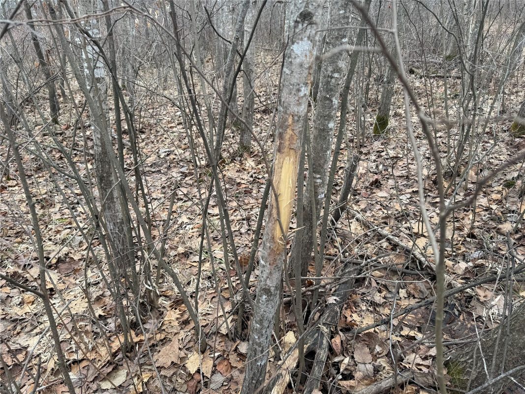 OOO MAPLE Granton WI 54436 — photo 7
