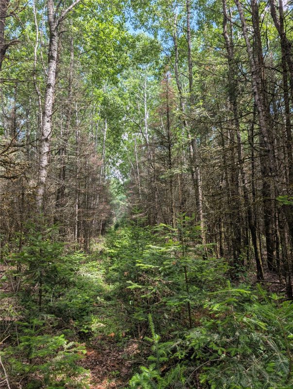 Lot 4 Main Road, Springbrook WI 54875 - Land house for sale - MLS #1602445 - image4