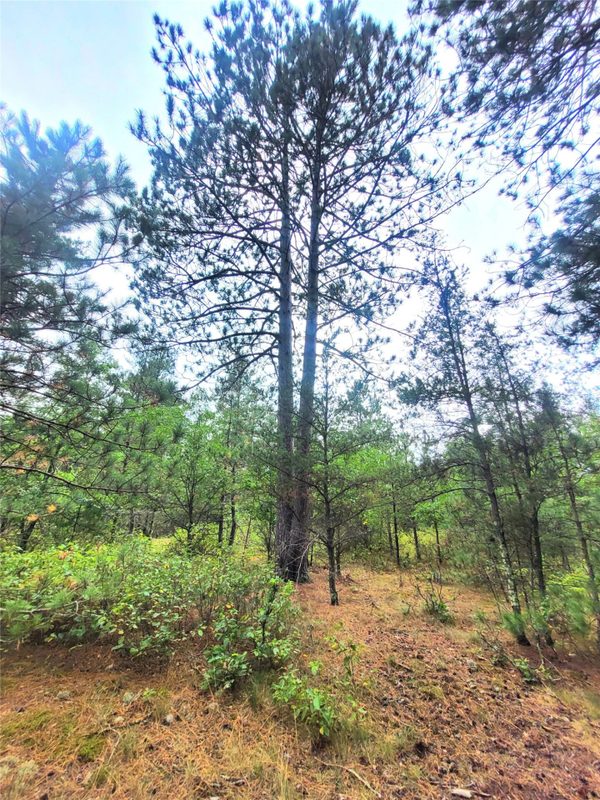 0 Blueberry Rd, Gordon WI 54838 - Land house for sale - MLS #1604990 - image20